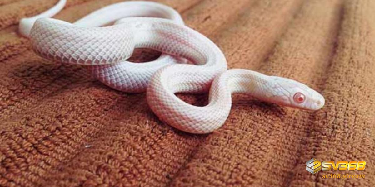 Giải mã một số giấc mơ thấy rắn