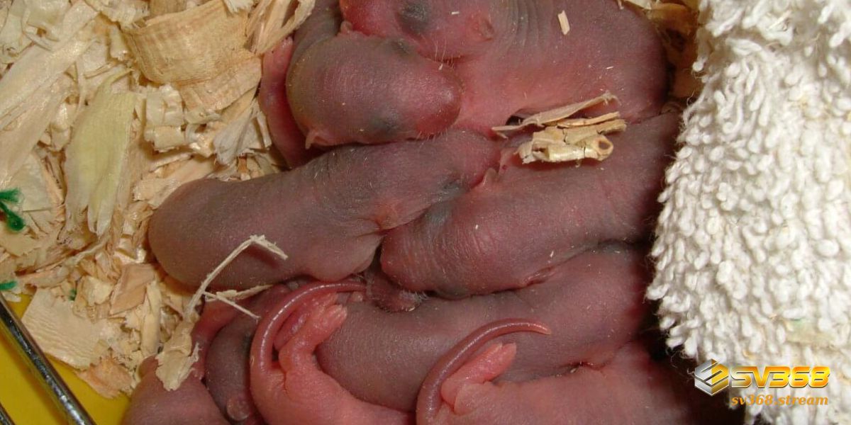 Chiêm bao chuột con mới đẻ