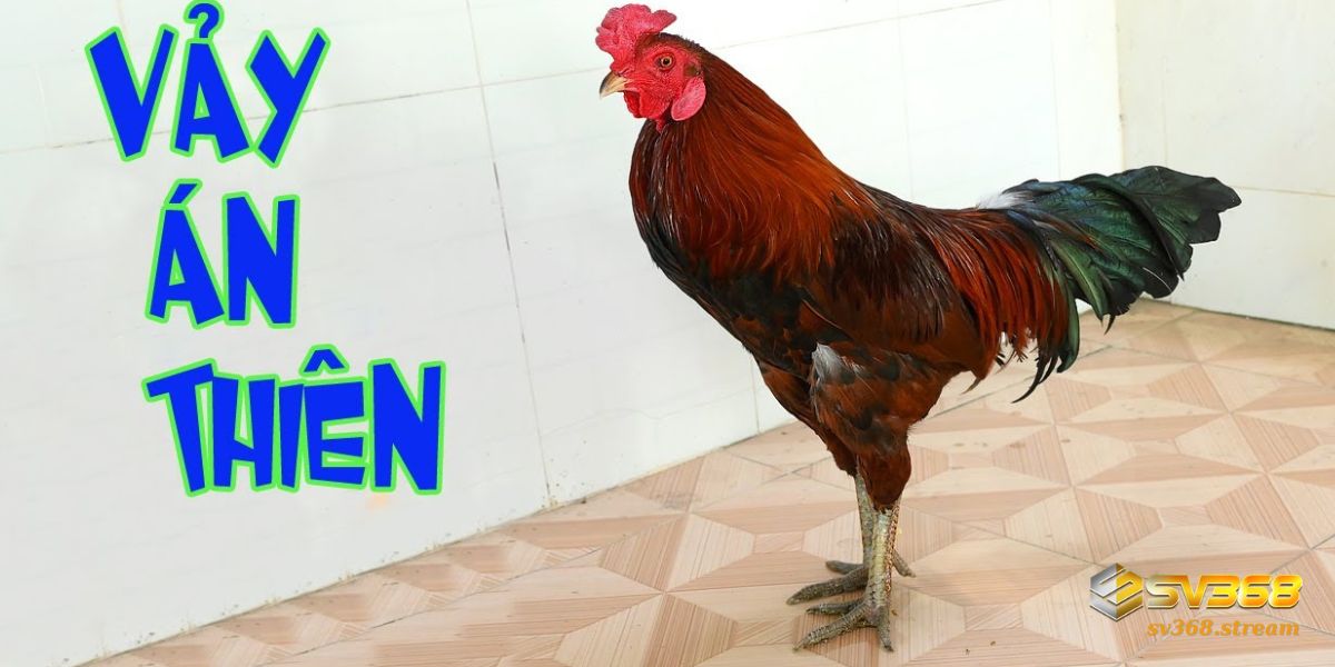 Vảy gà Án Thiên giúp chiến kê sở hữu khả năng chiến đấu vượt trội